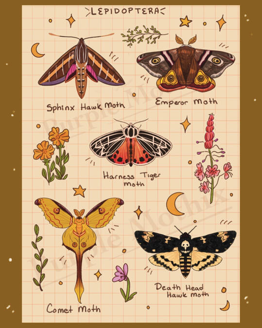 Moth Sticker Sheets - Digital